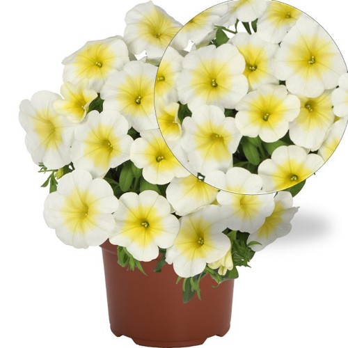 Calibrachoa 'Bloomtastic Sunshine' - Puispetuunia 'Bloomtastic Sunshine' 